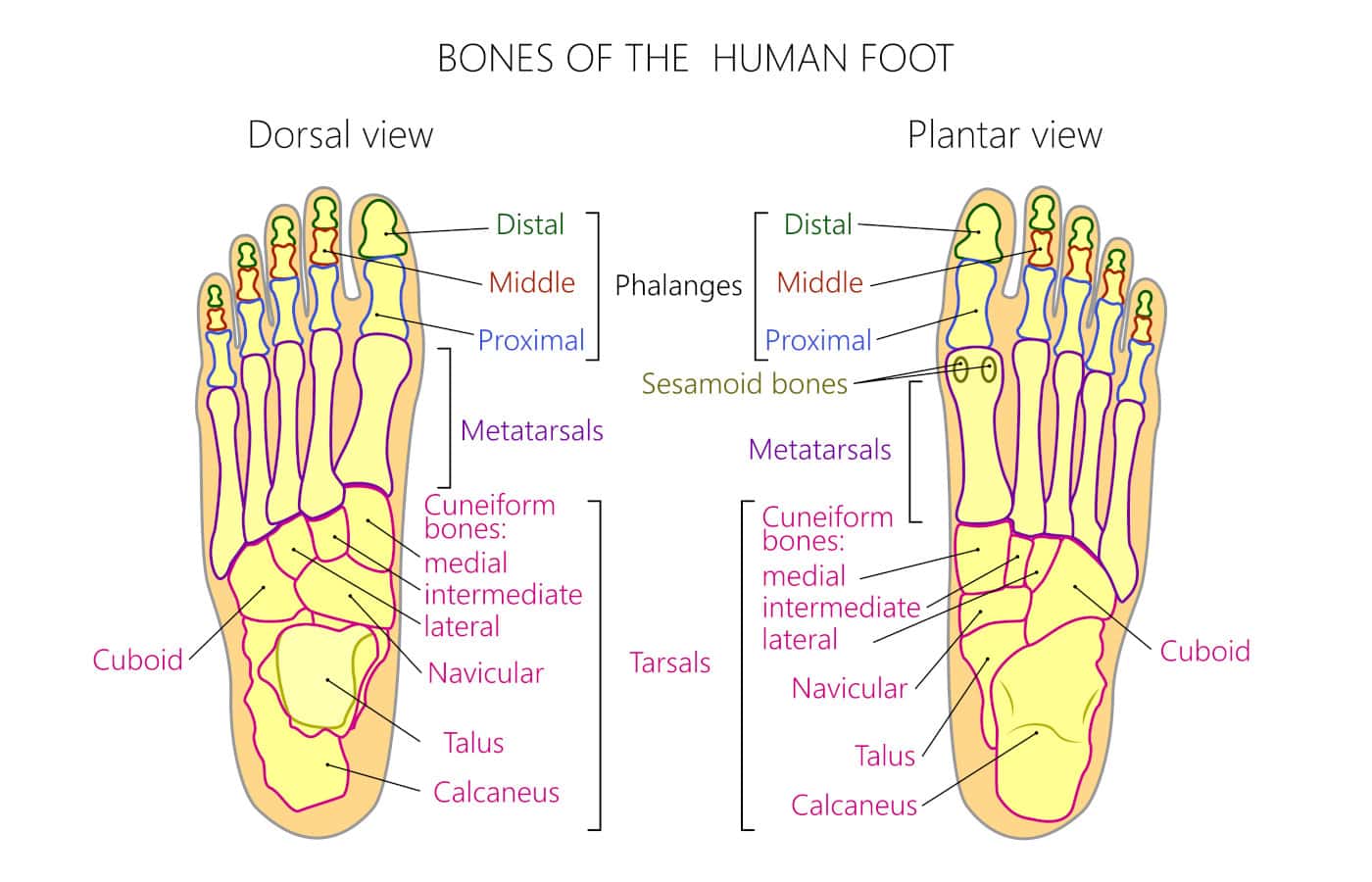 Phalanges of the Foot: A Guide to Their Complex Anatomy
