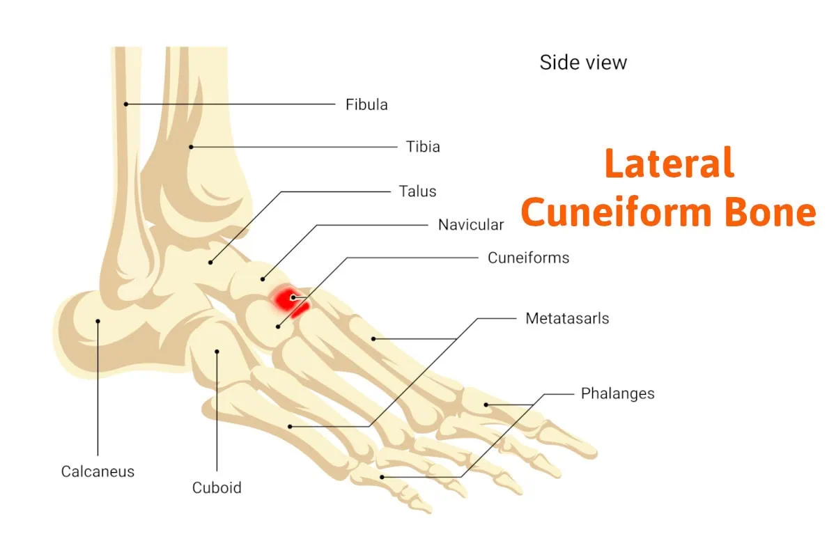 lateral cuneiform bone pain anderson podiatry center